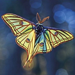 Taller familiar "¡Salvemos las Mariposas!", non el naturalista Jaume Sañé